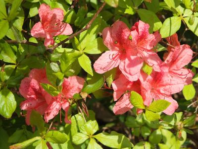 都筑中央公園（つつじ）
