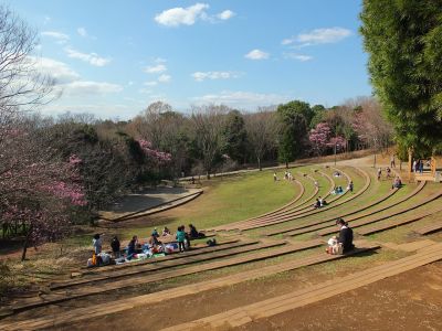 都筑中央公園（横浜緋桜）
