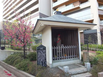 寒緋桜（カンヒザクラ）
