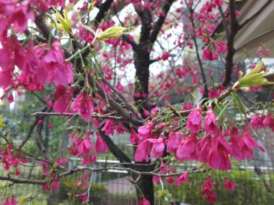 寒緋桜（カンヒザクラ）
