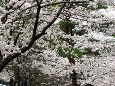 山田富士公園（染井吉野）
