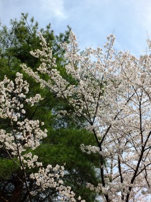 ふじやとのみち
