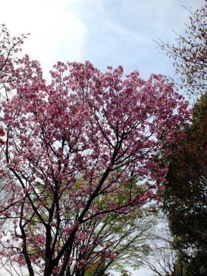 滝が谷公園付近の緑道（サレジオ学園の裏辺り）
