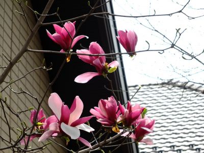 滝が谷公園付近の緑道（サレジオ学園の裏辺り）
