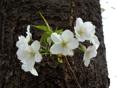 滝が谷公園付近の緑道（サレジオ学園の裏辺り）
