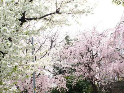 滝が谷公園付近の緑道（サレジオ学園の裏辺り）
