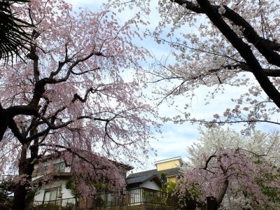 滝が谷公園付近の緑道（サレジオ学園の裏辺り）
