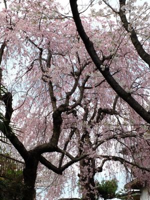 滝が谷公園付近の緑道（サレジオ学園の裏辺り）
