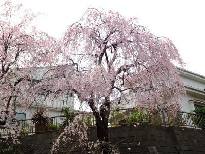 滝が谷公園付近の緑道（サレジオ学園の裏辺り）
