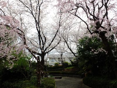 滝が谷公園付近の緑道（サレジオ学園の裏辺り）
