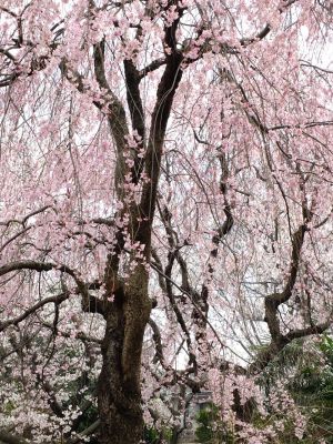 滝が谷公園付近の緑道（サレジオ学園の裏辺り）
