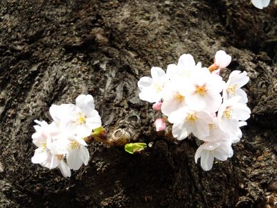 滝が谷公園付近の緑道（サレジオ学園の裏辺り）
