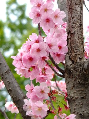 滝が谷公園（ここはいろいろな種類の桜が咲いています）
