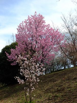 滝が谷公園（ここはいろいろな種類の桜が咲いています）
