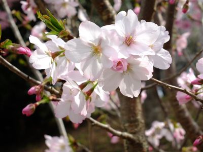 滝が谷公園（ここはいろいろな種類の桜が咲いています）

