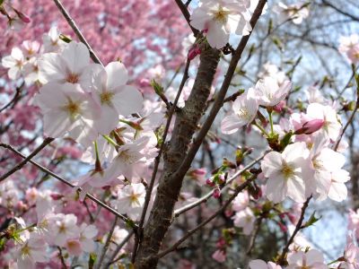 滝が谷公園（ここはいろいろな種類の桜が咲いています）
