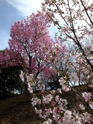 滝が谷公園（ここはいろいろな種類の桜が咲いています）
