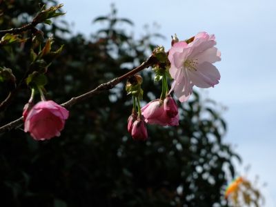 滝が谷公園（ここはいろいろな種類の桜が咲いています）
