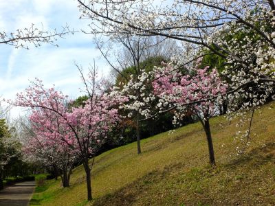 滝が谷公園（ここはいろいろな種類の桜が咲いています）
