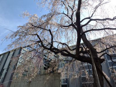 北山田地区センターの枝垂れ桜
