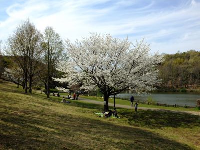 徳生公園（大島桜）
