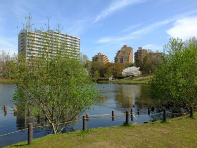 徳生公園（大島桜）
