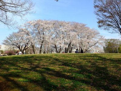 八幡山公園（染井吉野）

