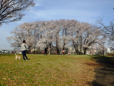 八幡山公園（染井吉野）
