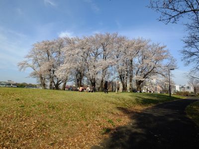 八幡山公園（染井吉野）
