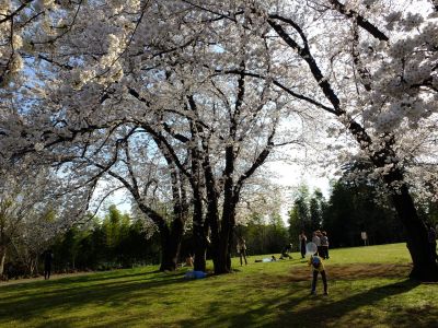 八幡山公園（染井吉野）
