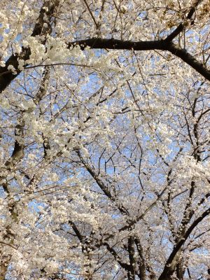 八幡山公園（染井吉野）
