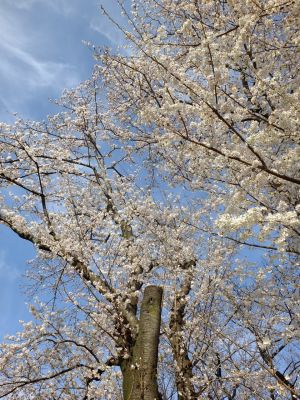 八幡山公園（染井吉野）
