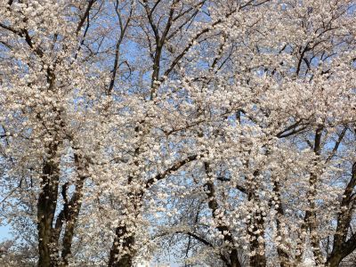八幡山公園（染井吉野）
