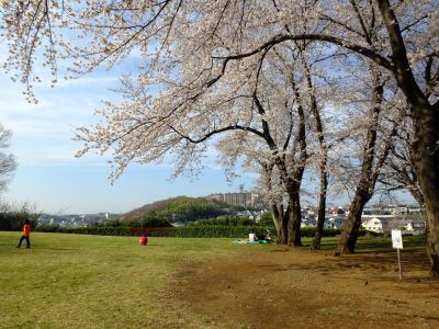 八幡山公園（染井吉野）
