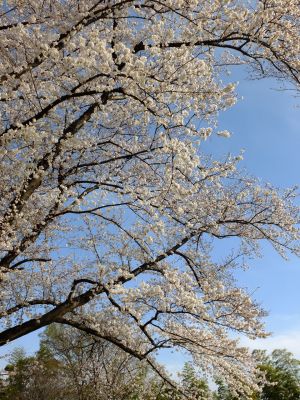 八幡山公園（染井吉野）
