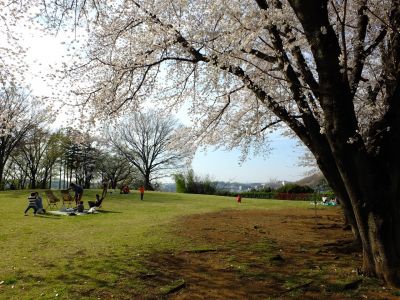 八幡山公園（染井吉野）
