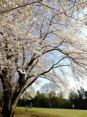 八幡山公園（染井吉野）
