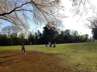 八幡山公園（染井吉野）
