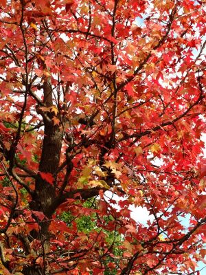 都筑ふれあいの丘
