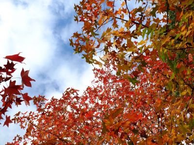 都筑ふれあいの丘
