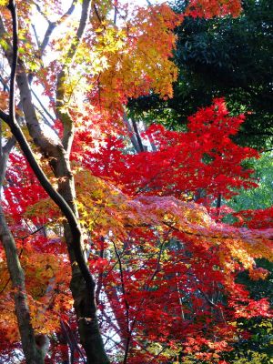 ささぶねの道（御影橋）
