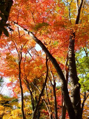 鴨池公園（まんまる広場）
