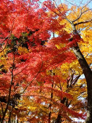 鴨池公園（まんまる広場）
