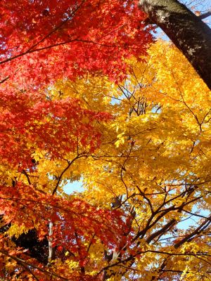 鴨池公園（まんまる広場）
