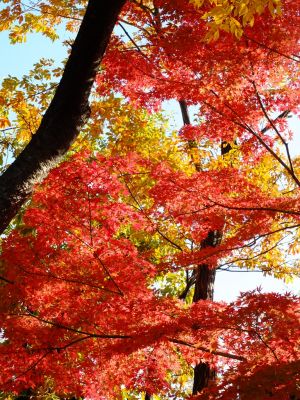 鴨池公園（まんまる広場）

