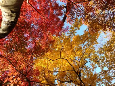 鴨池公園（まんまる広場）
