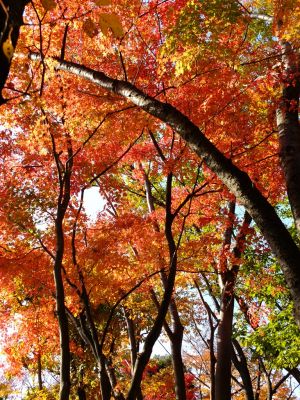 鴨池公園（まんまる広場）
