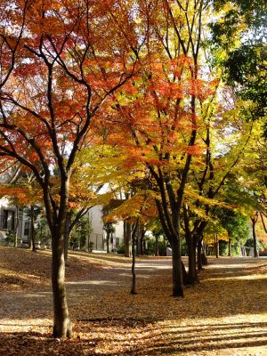 ささぶねの道（御影橋）
