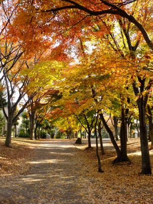 ささぶねの道（御影橋）
