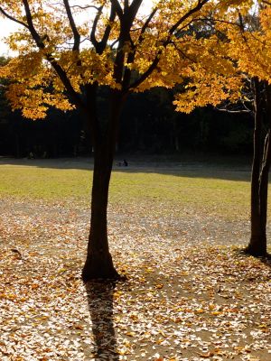 ささぶねの道（葛が谷公園）
